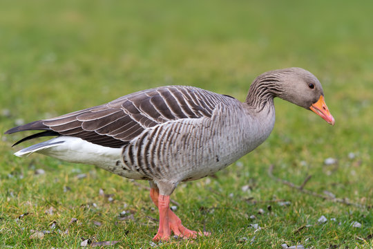 greylag goose - Anser anser