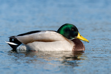 Fototapeta premium mallard - Anas platyrhynchos