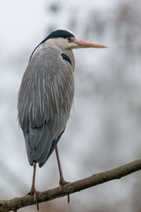 Grey heron