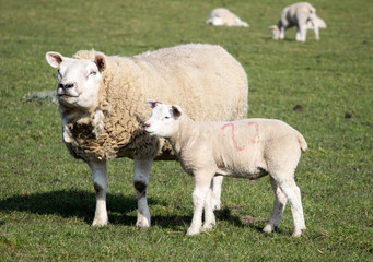Ewe and Lamb, Holmfirth , West Yorkshire