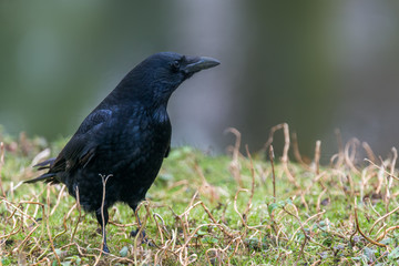 common raven
