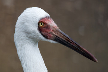 Siberian crane