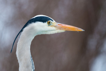 Grey heron