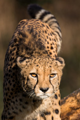 cheetah - Acinonyx jubatus