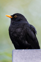 common blackbird - Turdus merula