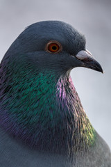 pigeon - Columba livia