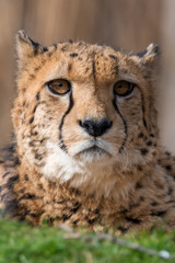 cheetah - Acinonyx jubatus
