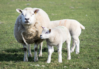 Naklejka na ściany i meble Ewe and Lamb, Holmfirth , West Yorkshire
