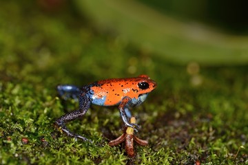 Blue jeans frog