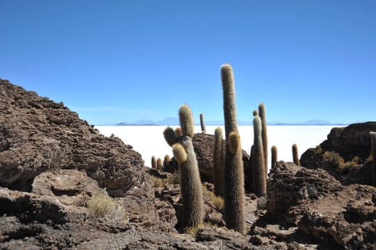 Island Inca Wasi - cactus island