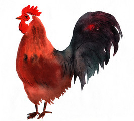 watercolor bird cock