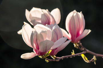 magnolia flowers on a dark  background © Pellinni