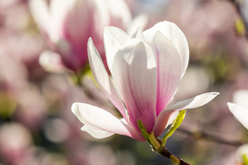 magnolia flowers on a blurry background - obrazy, fototapety, plakaty