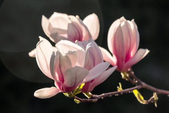 magnolia flowers on a dark  background