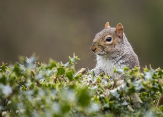 Grey Squirrel