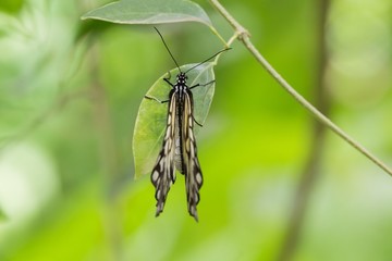 Butterfly on green leaf