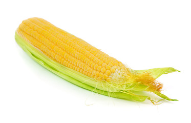 A ear of corn isolated on white