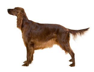 Side view of Standing female red irish Setter