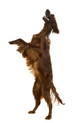Irish Setter