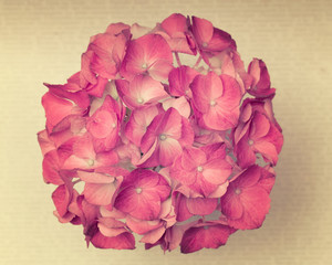 A light pink hydrangea flower on a old background