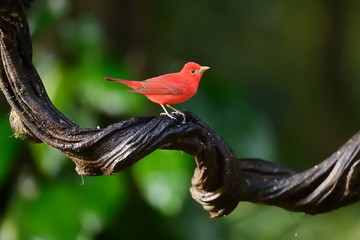 Summer tanager 