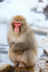 Obraz premium Snow Monkey