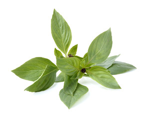 thai basil on white