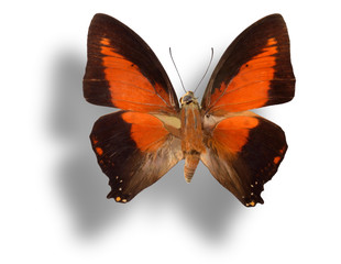 Butterfly isolated on white.