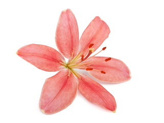 Lily flower isolated on white background