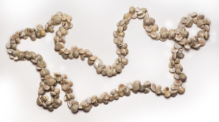 Beautiful necklace made of sea shells