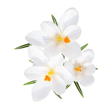 Spring blooming fragile crocus white flowers isolated