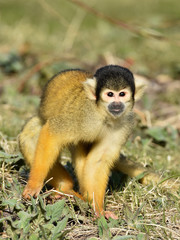 Black-capped squirrel monkey (Saimiri boliviensis)