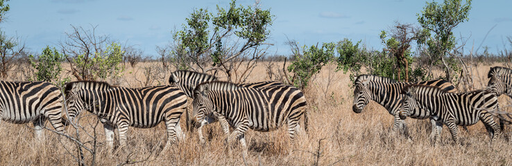 Fototapeta na wymiar Zebra Herde