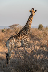 Giraffe