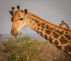 Giraffe