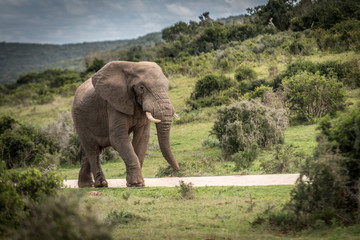Obraz premium słoń