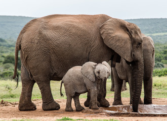 Fototapeta premium Elefant