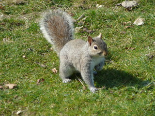 Grey squirrel, Hyde park, London