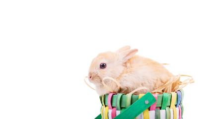 Ostern Karte Hase Karte © drubig-photo