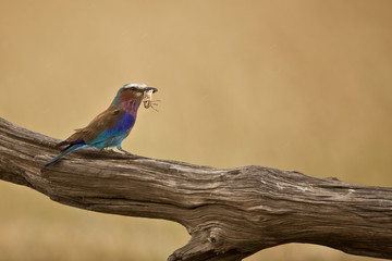 ghiandaia sul ramo con preda