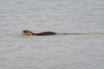 Fototapeta premium Nutria in acqua