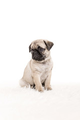 Obraz premium Mops Welpe auf weiss sitzend