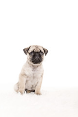 Mops Welpe auf weiss sitzend
