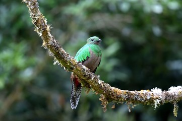 Female of resplendent quetzal
