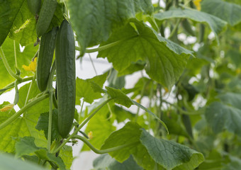 Green Cucumber Tree