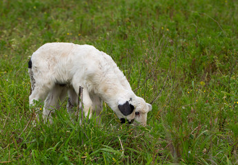 Fototapeta premium Kuzular