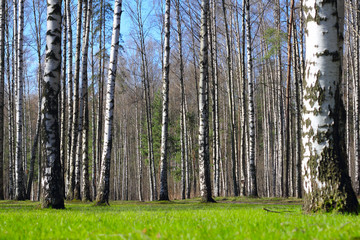 Obraz premium Spring park