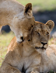 Two lionesses rub against each other. Zambia.
