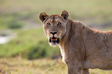 Portrait of a lioness in the savannah. Zambia.