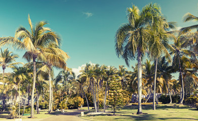 Naklejka premium Coconut palm trees over blue sky, toned photo